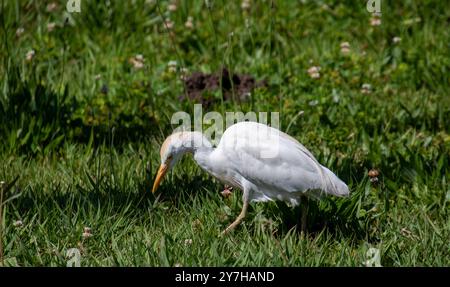 Une aigrette de bétail de l'Ouest se nourrit de proies dans une prairie Banque D'Images