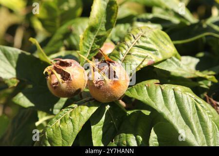 Mespilus germanica, connu sous le nom de nageoire ou nageoire commune, un grand arbuste Rosaceae à Hatchlands Park, Surrey, Angleterre, Royaume-Uni Banque D'Images