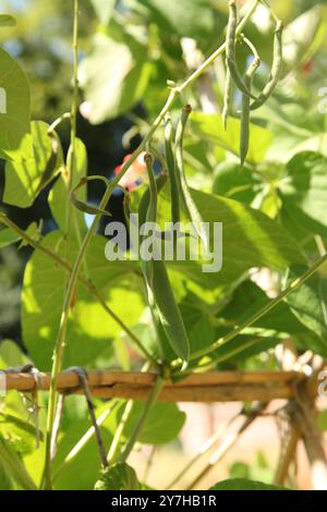 Runner Bean « Painted Lady » poussant dans un lotissement à Hatchlands Park, Surrey, Angleterre, Royaume-Uni, août 2024 Banque D'Images