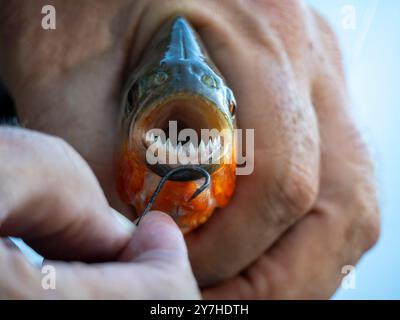 Les dents d'un piranha (Pygocentrus nattereri). Photographié sur un affluent de l'Amazonie. Banque D'Images