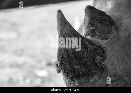 Rhinocéros blancs (Ceratotherium simum) au Centre d'éducation sur la faune sauvage de l'Ouganda - Entebbe Ouganda Banque D'Images