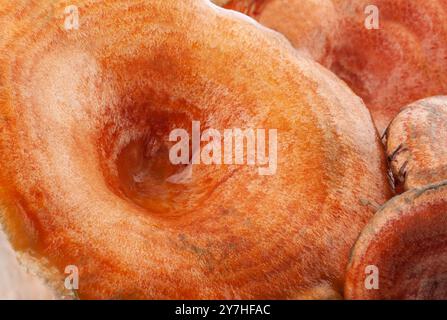 Chapeaux de lait de safran champignons (Lactarius deliciosus) fond. Banque D'Images