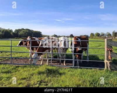 Moordrecht- vaches dans la prairie du Zuidplaspolder où une forêt sera bientôt ajoutée à la zone médiane -. ANP/Hollandse Hoogte/Caki Media pays-bas sortie - belgique sortie Banque D'Images