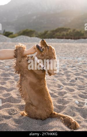 Cocker spaniel chien a plaisir à jouer et courir le long de la plage un jour de source chaude Banque D'Images