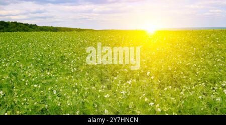 Un champ de pois verts et le lever du soleil sur le ciel bleu nuageux. Photo grand angle. Banque D'Images