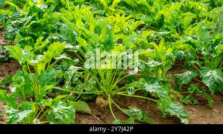 Gros plan sur la culture de betteraves sucrières (Beta vulgaris) Banque D'Images