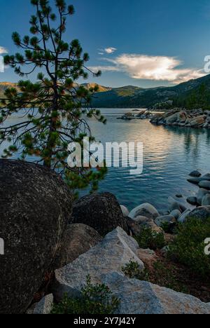 Un seul Ponderosa Pine est entouré par Manzanita sur la rive du lac Tahoe, Sand Harbor, Lake Tahoe Nevada State Park, Washoe County, Nevada Banque D'Images