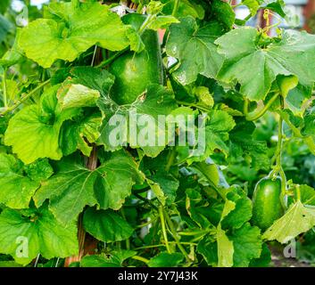 Gourde de cire aka melon d'hiver ou Tong kwa poussant dans un jardin (Benincasa hispida) Banque D'Images