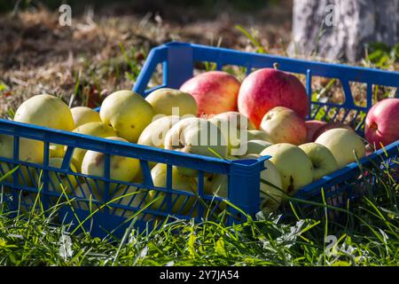 La récolte des pommes jaunes et rouges se fait dans une boîte en plastique bleue sur l'herbe dans un jardin d'automne Banque D'Images