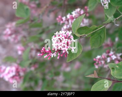 Fleurs roses sur un arbre lilas coréen nain Banque D'Images