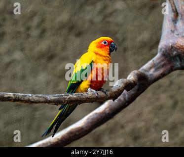 Conure soleil, des profils sur la branche, de l'Amérique du Sud, Aratinga solstitialis Banque D'Images