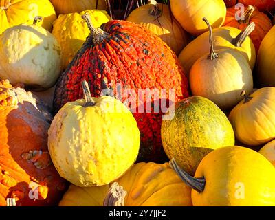 Collection vibrante de citrouilles et de gourdes assorties dans les tons de jaune, orange, vert et rouge Banque D'Images