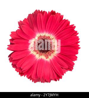 Fleur de Gerbera rose brillant avec centre blanc isolé sur fond blanc, mise au point sélective. Objet avec chemin de détourage. Idée de cartes postales, salutations, Banque D'Images