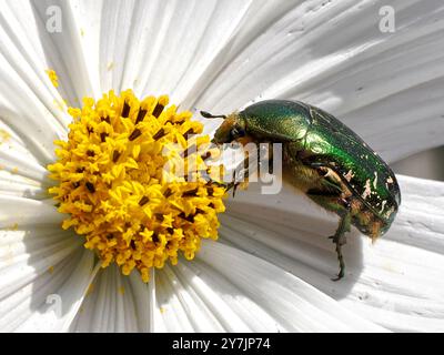 Macro vert Cetonia aurata sur fleur blanche de cosmos bipinnatus et vu de profil Banque D'Images