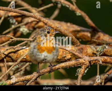 rouge-gorge juvénile avec plumage gommé dans la forêt Banque D'Images