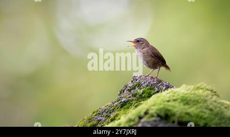 Les Troglodytes de Troglodytes déchirant l'Eurasie sont assis sur le sol de la forêt et regarde autour, la meilleure photo. Banque D'Images