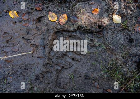 Gros plan des empreintes de pas d'ours dans un sol humide et boueux entouré de feuilles d'automne tombées, montrant des traces de la faune dans la nature. Banque D'Images