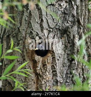 un étourneau (sturnus vulgaris) regardant hors de son trou de nid dans un arbre Banque D'Images