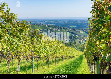 Vignoble au hameau Langegg, Schilcherland région viticole de Schilcher Sankt Stefan ob Stainz Süd-Steiermark Steiermark, Styrie Autriche Banque D'Images