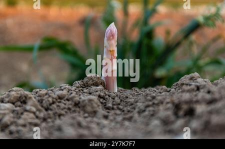 Eglisau, Suisse, 1er juin 2023 : une asperge jette un coup d'œil hors du sol dans un champ agricole. (Photo Andreas Haas/dieBildmanufaktur) Banque D'Images