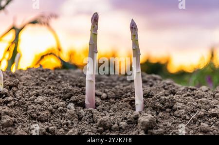 Eglisau, Suisse, 1er juin 2023 : les asperges jettent un coup d'œil hors du sol dans un champ agricole. (Photo Andreas Haas/dieBildmanufaktur) Banque D'Images