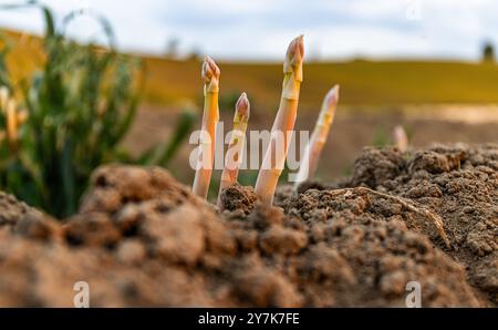 Eglisau, Suisse, 1er juin 2023 : les asperges jettent un coup d'œil hors du sol dans un champ agricole. (Photo Andreas Haas/dieBildmanufaktur) Banque D'Images