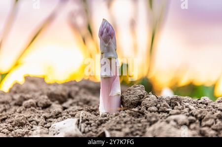 Eglisau, Suisse, 1er juin 2023 : une asperge jette un coup d'œil hors du sol dans un champ agricole. (Photo Andreas Haas/dieBildmanufaktur) Banque D'Images