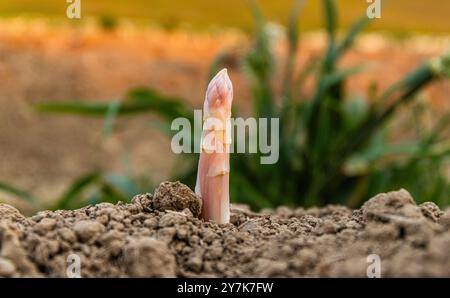 Eglisau, Suisse, 1er juin 2023 : une asperge jette un coup d'œil hors du sol dans un champ agricole. (Photo Andreas Haas/dieBildmanufaktur) Banque D'Images