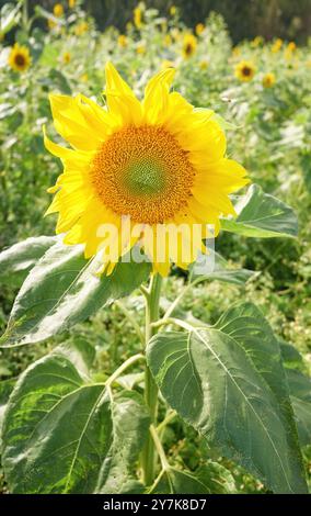 Tournesol dans le champ sur une journée ensoleillée, mise au point sélective. Banque D'Images