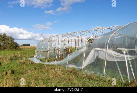 Serre avec des cultures de légumes biologiques endommagées par la tempête. Banque D'Images