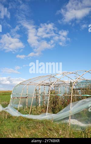 Serre avec des cultures de légumes biologiques endommagées par la tempête. Banque D'Images