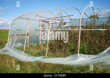 Serre avec des cultures de légumes biologiques endommagées par la tempête. Banque D'Images