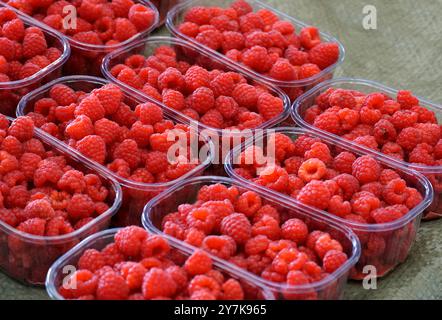 Framboises dans un panier en plastique, fraîchement cueillies et cultivées bio sans pesticides Banque D'Images
