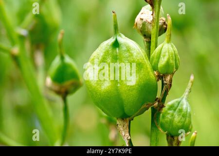 Bluebell ou Hyacinthe sauvage (Hyacinthoides non-scripta, endymion non-scriptus), gros plan des gousses de graines ou des capsules de la plante de printemps commune. Banque D'Images