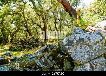 Complexe infirmier et Nuraghe de Noddule, Su Linnammene, Province de Nuoro, Sardaigne, Italie Banque D'Images