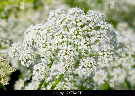 Aîné au sol, évêques-weed ou Goutweed (aegopodium podagraria), gros plan d'une grosse tête de fleur de la plante en pleine fleur. Banque D'Images