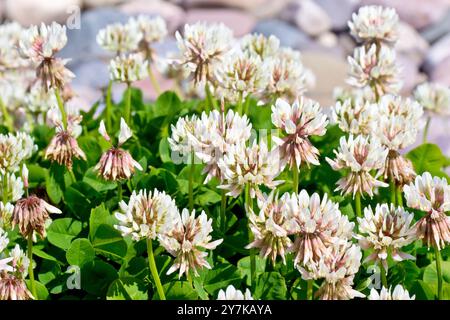 Trèfle blanc ou trèfle néerlandais (trifolium repens), gros plan montrant un groupe de fleurs blanches de la plante commune des terres agricoles et des lieux ouverts. Banque D'Images