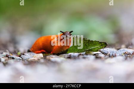 Rafz, Suisse, 23 juin 2024 : une limace rouge (Arion rufus) mange une feuille de plante. (Photo Andreas Haas/dieBildmanufaktur) Banque D'Images