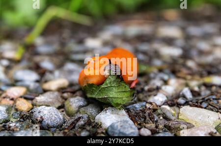 Rafz, Suisse, 23 juin 2024 : une limace rouge (Arion rufus) mange une feuille de plante. (Photo Andreas Haas/dieBildmanufaktur) Banque D'Images