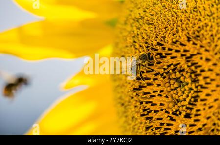 Wil ZH, Suisse, 21 juillet 2024 : une abeille au travail sur un tournesol. (Photo Andreas Haas/dieBildmanufaktur) Banque D'Images