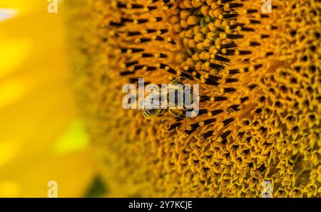 Wil ZH, Suisse, 21 juillet 2024 : une abeille au travail sur un tournesol. (Photo Andreas Haas/dieBildmanufaktur) Banque D'Images