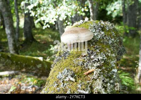 Champignons de bouleau argenté sur les rives des arbres du Loch Rannoch Scottish Highlands, Royaume-Uni Banque D'Images