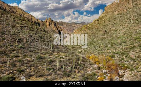 Automne à Sabino Canyon, Tucson, Arizona Banque D'Images