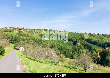 Sankt Stefan ob Stainz : vignoble du hameau Hochgrail, Schilcherland (région viticole de Schilcher) à Süd-Steiermark, Steiermark, Styrie, Autriche Banque D'Images