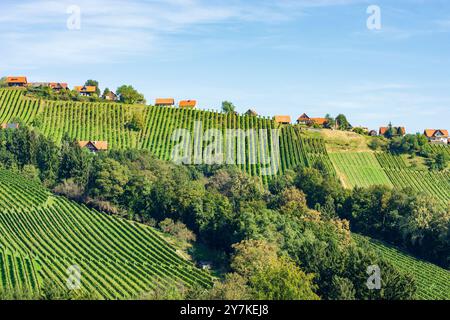 Sankt Stefan ob Stainz : vignoble du hameau Hochgrail, Schilcherland (région viticole de Schilcher) à Süd-Steiermark, Steiermark, Styrie, Autriche Banque D'Images