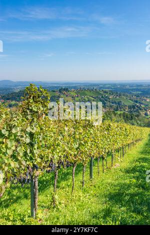 Sankt Stefan ob Stainz : vignoble du hameau Langegg, Schilcherland (région viticole de Schilcher) à Süd-Steiermark, Steiermark, Styrie, Autriche Banque D'Images