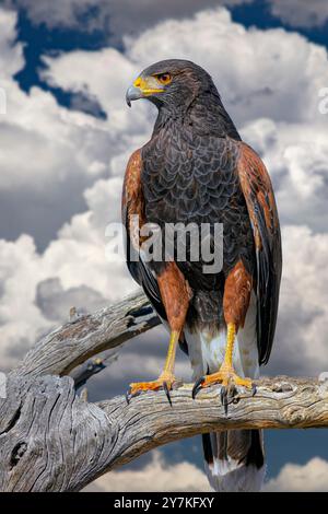 La Harris Parabuteo unicinctus, l'épervier, est anciennement connu sous le nom de bay-winged hawk hawk sombre ou vu dans le désert de Sonora. Banque D'Images
