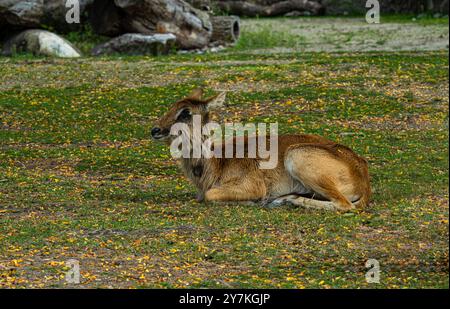 Femelle Lechwe - Kobus leche, belle antilope des savanes et des zones humides d'Afrique centrale, Angola Banque D'Images