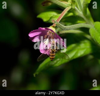 Marmelade Hoverfly se nourrissant de pollen de Willowherb. Collinswoodimages. Banque D'Images