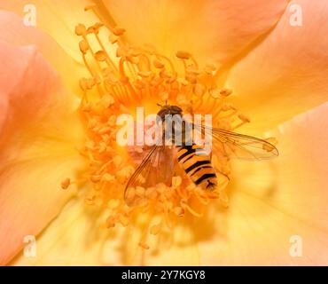 Une Marmalade hoverfly se nourrissant du pollen d'une rose couleur pêche, Collinswood images. Banque D'Images